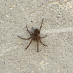 Wolf spider in Knoxville TN - Russell's Pest Control