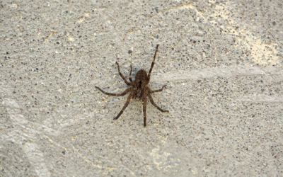 Wolf spider in Knoxville TN - Russell's Pest Control