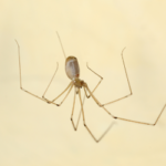 Cellar spider in Tennessee home - Russell's Pest Control can help eliminate.