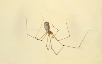 Cellar spider in Florida home - Florida Pest Control