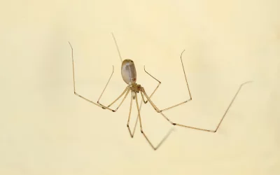 Cellar spider in Tennessee home - Russell's Pest Control can help eliminate.