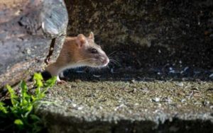 A norway rat in Knoxville TN - Russell's Pest Control