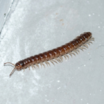Centipede in Knoxville TN home - Russell's Pest Control