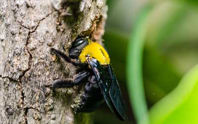 What carpenter bees look like in Knoxville TN - Russell's Pest Control
