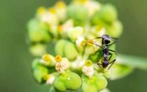 A little black ant found in Knoxville TN - Russell's Pest Control