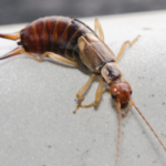 Earwig in Knoxville TN home - Russell's Pest Control