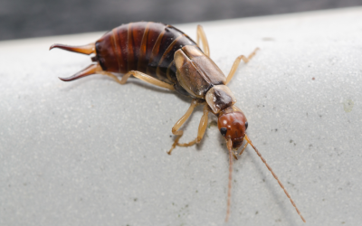 Earwig in Knoxville TN home - Russell's Pest Control