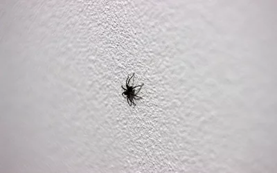 Spider in Knoxville TN home - Russell's Pest Control