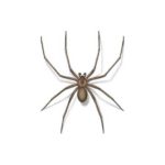 Is My Knoxville Home At Risk for Spider Infestation This Summer?