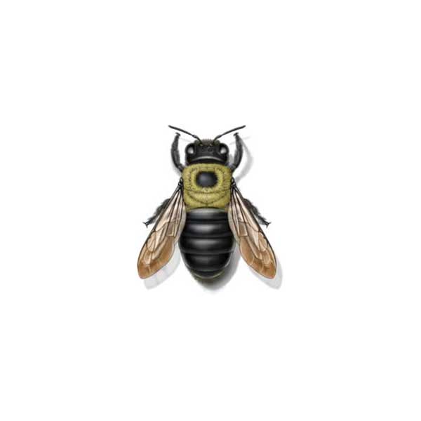 Carpenter Bees Will Be Active Soon