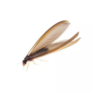 When Should You Get A Termite Inspection?