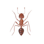 How To Keep Fire Ants In The Yard From Getting Into The Home