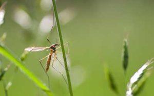 Mosquito found in Knoxville TN - Russell's Pest Control