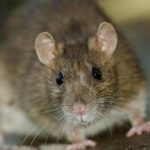 Knoxville's Exclusive Guide to The Brown Rat