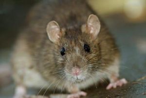 Knoxville's Exclusive Guide to The Brown Rat