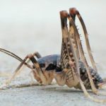 The Creepiest Crickets Ever Seen in Knoxville