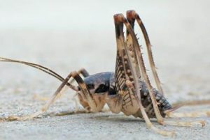 The Creepiest Crickets Ever Seen in Knoxville