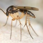 A Simple Guide To Fungus Gnats In Knoxville