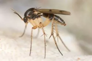 A Simple Guide To Fungus Gnats In Knoxville