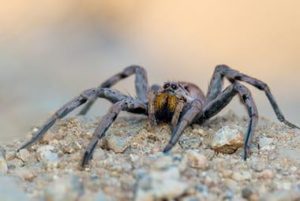 How Bad Are the Wolf Spiders In Knoxville?