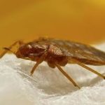 Did You Bring Bed Bugs Home From The Holidays?