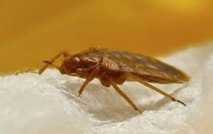 Did You Bring Bed Bugs Home From The Holidays?