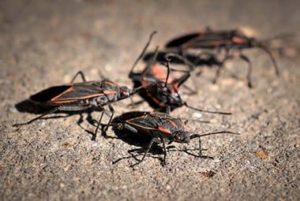 Why You Are Still Seeing Boxelder Bugs In Knoxville During The Winter