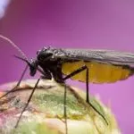 Why Fungus Gnats Are In Your Knoxville Home