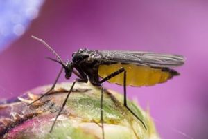 Why Fungus Gnats Are In Your Knoxville Home