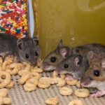 Why DIY Is Not A Great Idea When It Comes To Rodent Control In Knoxville
