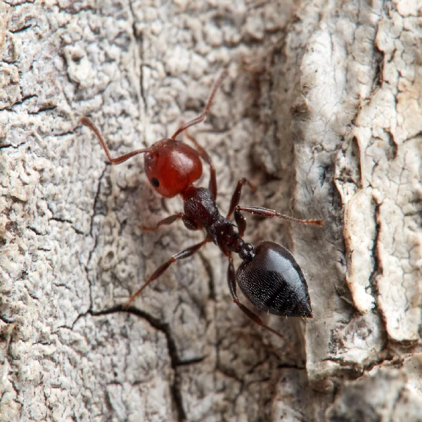 Acrobat ant identification in Knoxville TN. Russell's Pest Control