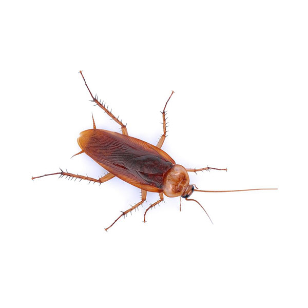 American cockroach identification and information in Knoxville TN. Russell's Pest Control
