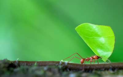 Identify which ant you have with help from Russell's Pest Control in Knoxville TN