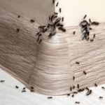 Tips To Keep Ants Out Of Your Knoxville Home This Spring