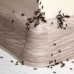 Tips To Keep Ants Out Of Your Knoxville Home This Spring