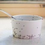5 Tips To Keep Ants Out Of Your Kitchen
