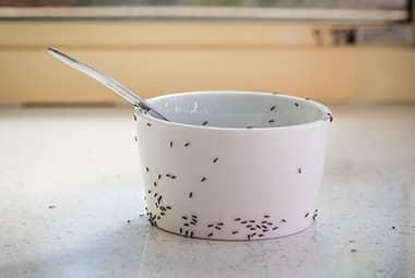 5 Tips To Keep Ants Out Of Your Kitchen