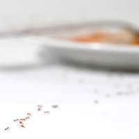 Ants Invading Kitchens