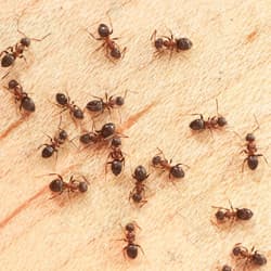 How Knoxville Residents Can Get Rid Of Ants