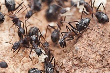 Is My Knoxville Home At Risk For Carpenter Ants?  