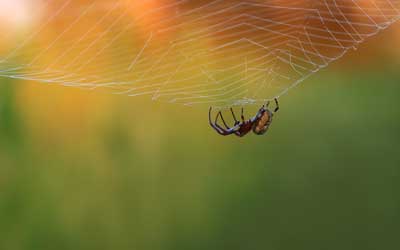 Find out if spiders are dangerous from Russell's Pest Control in Knoxville TN