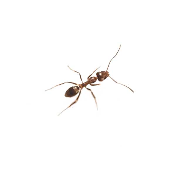 Argentine ant identification in Knoxville TN. Russell's Pest Control
