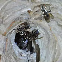 All You Need To Know About Bald Faced Hornets