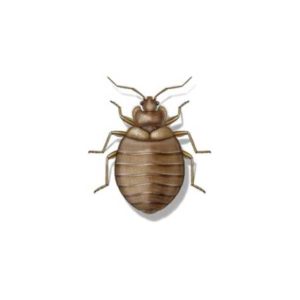 Bed bug identification in Knoxville TN. Russell's Pest Control