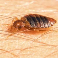 Avoid Bed Bugs This Thanksgiving
