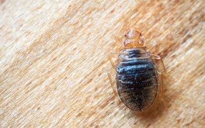 Identify bed bugs with help from Russell's Pest Control in Knoxville TN