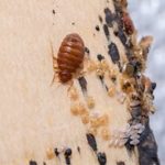 Did You Know Bed Bugs Are Most Active In Fall?