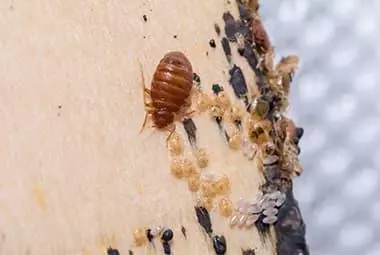 Did You Know Bed Bugs Are Most Active In Fall?