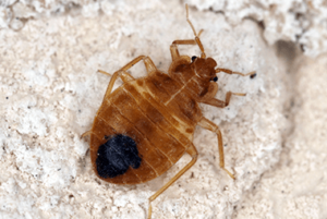 Bed Bug Awareness 2018