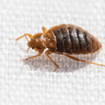Bed Bug Advice You Can Trust